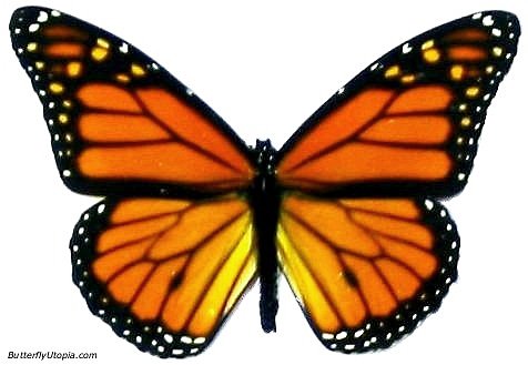 Monarch Butterflies: Flying Jewels « Newark Library Blog