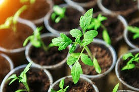 tomato-seedlings